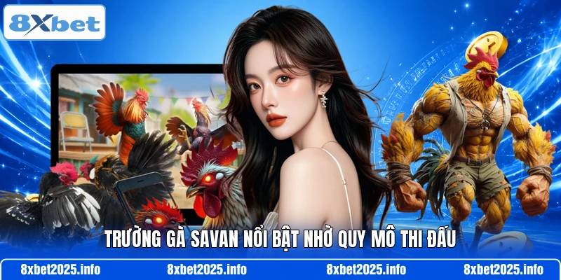 Trường gà Savan nổi bật nhờ quy mô thi đấu
